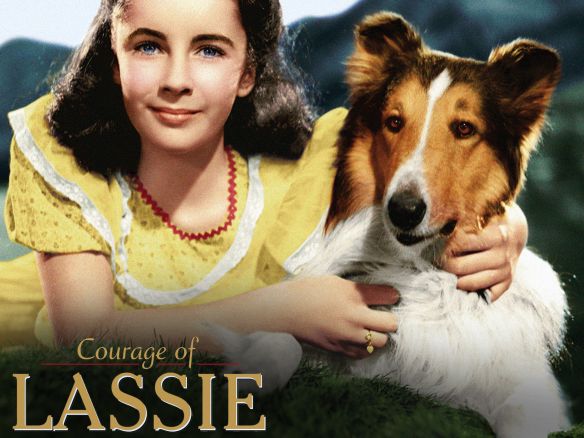 Courage Of Lassie 1946 Fred M Wilcox Fred Wilcox Synopsis Characteristics Moods 